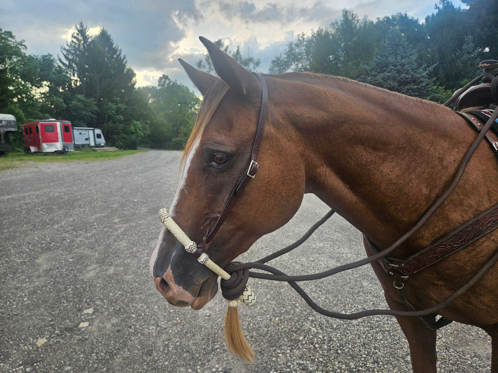 Tahoe 5/8" Natural Rawhide Braided Bosal with Rawhide Core & Leather Hanger Versatile Horse Training Gear with Classic Design & Comfortable Fit Purple/ Med Oil