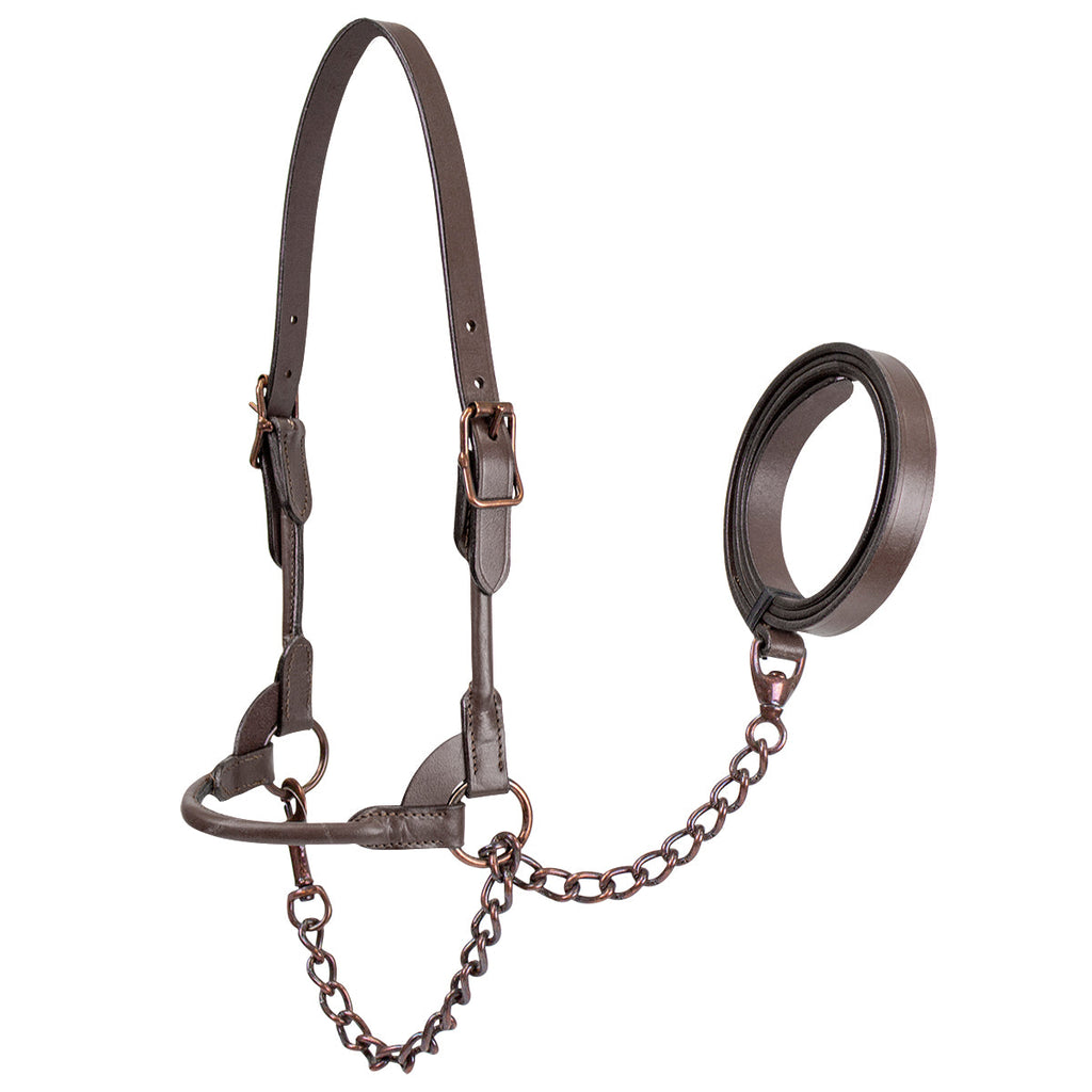 Derby Originals Bronze Beauty Rolled Leather Cattle Show Halter, Small/Medium/Large, Adjustable Fit with 48" Lead and 14" Chain, Durable Bronze Hardware, Ideal for Shows, 1-Year Warranty