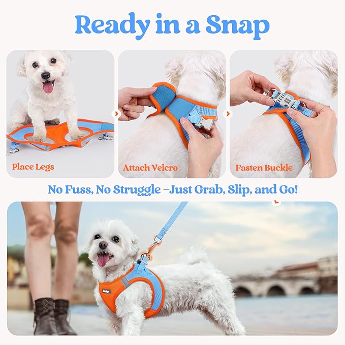 rabbitgoo Dog Harness Small Medium Sized and Leash Set, Step in Soft Light Puppy Vest, Breathable Mesh Pet Harness, Reflective for Safe Easy Walking, Blue & Orange L