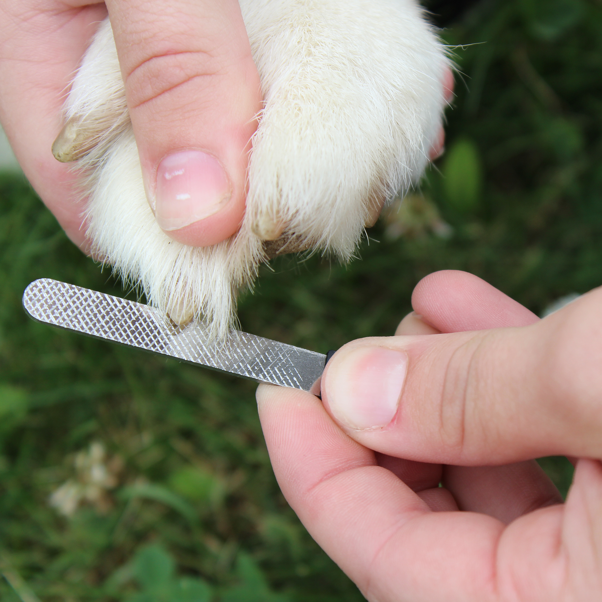 Professional Heavy Duty Pet Nail Clipper w Nail File by cuteNfuzzy