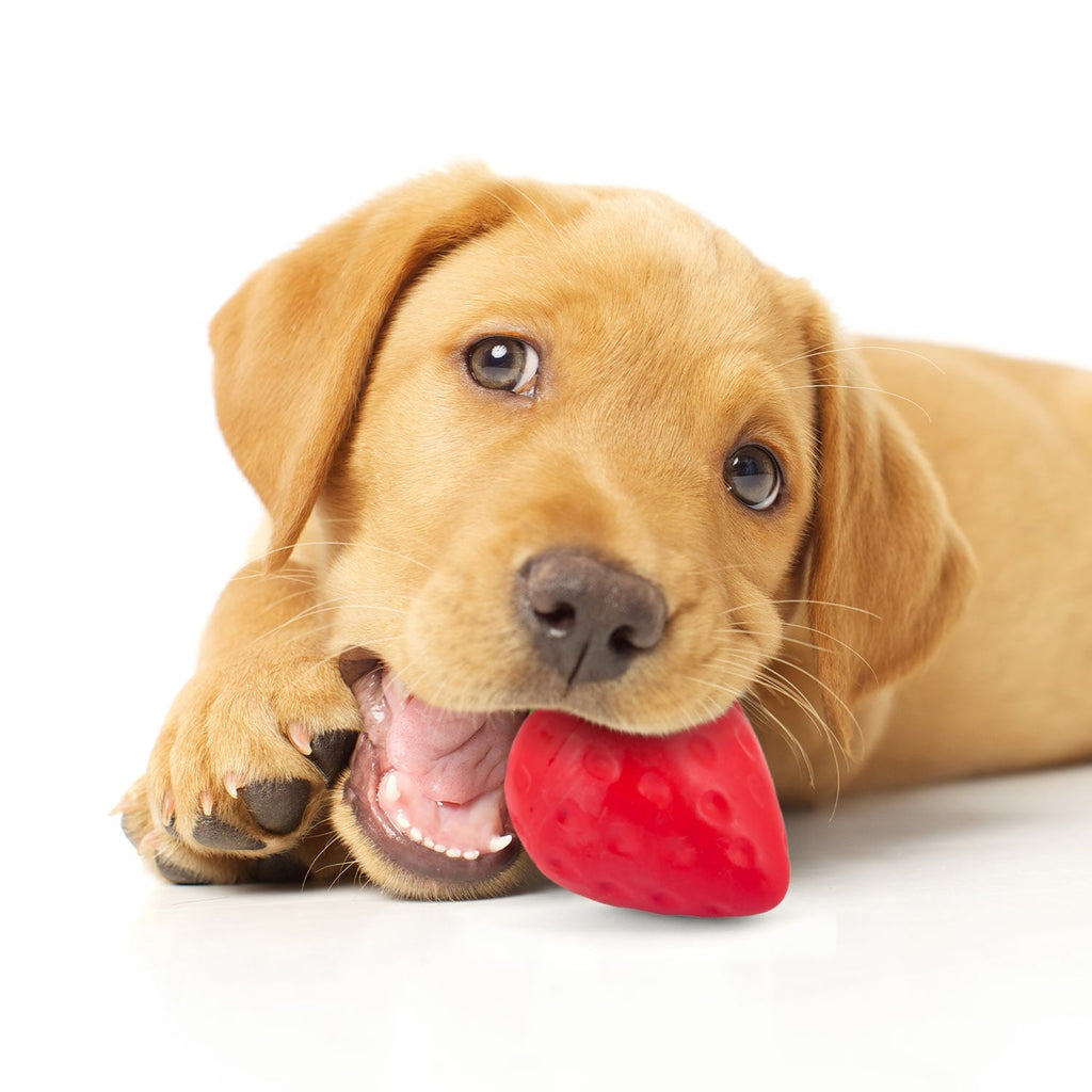 Jeffers Squeaky Strawberry Natural Rubber Dog Dental Chew Toy with Squeaker & Vanilla Scent for Medium Chewers